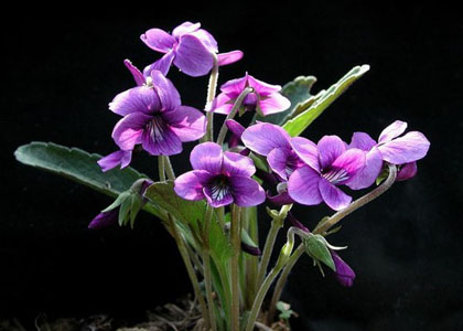 http://www.galaxio.com/spanish/ezine/ezine_030301/ramo_flores_violetas.jpg